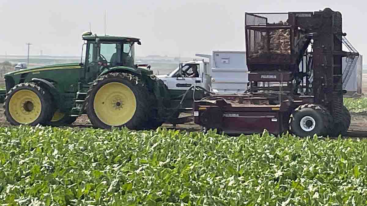 Tractor and sugar beet field.