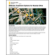 Different Treatment Options for Russian Olive