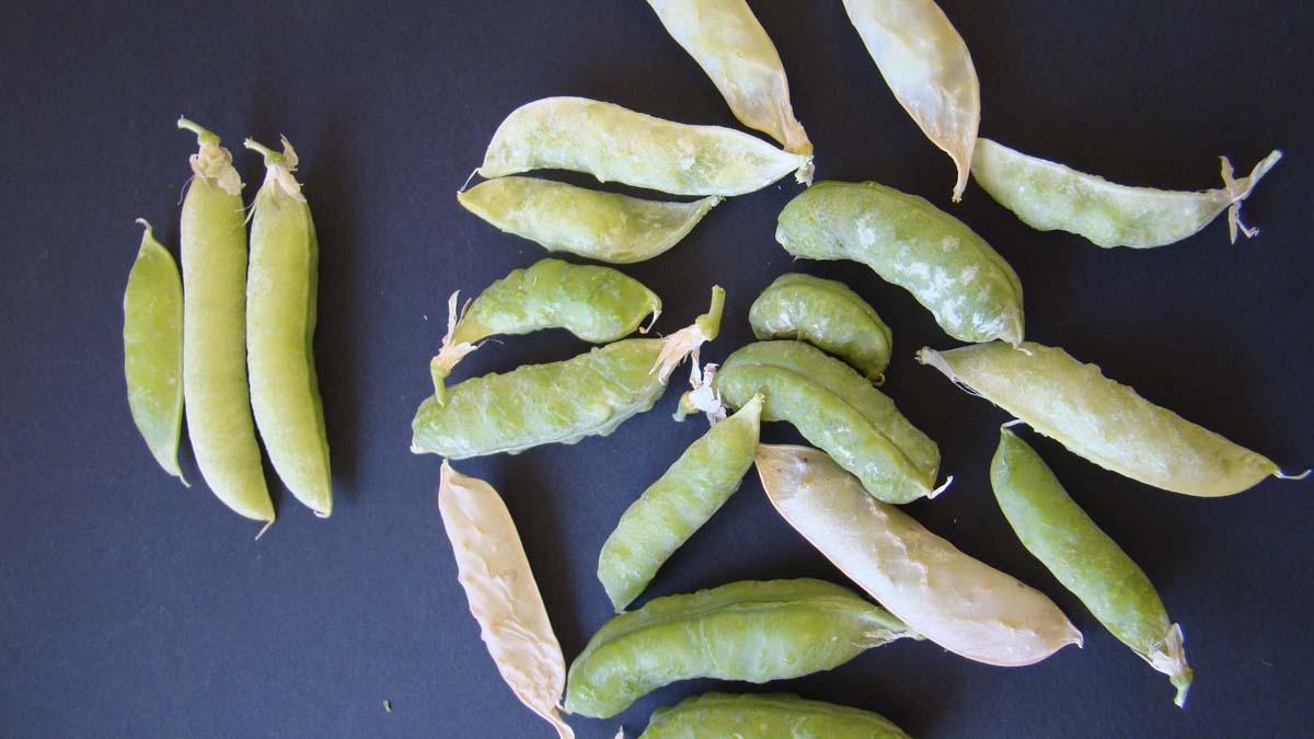 Pea enation mosaic virus infected pods (right) and healthy pods (left)