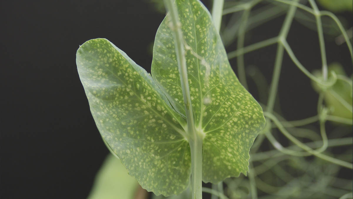 Pea enation mosaic virus infected leaflet
