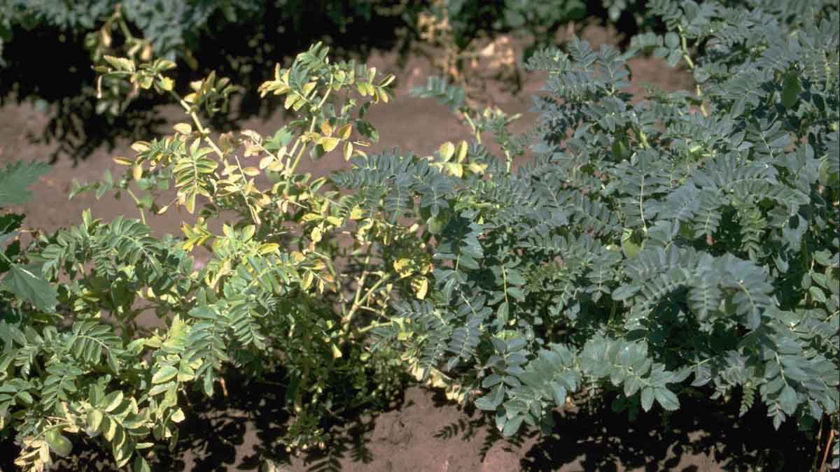 Bean leafroll virus infected garbanzo bean plant (left) and healthy plant (right)