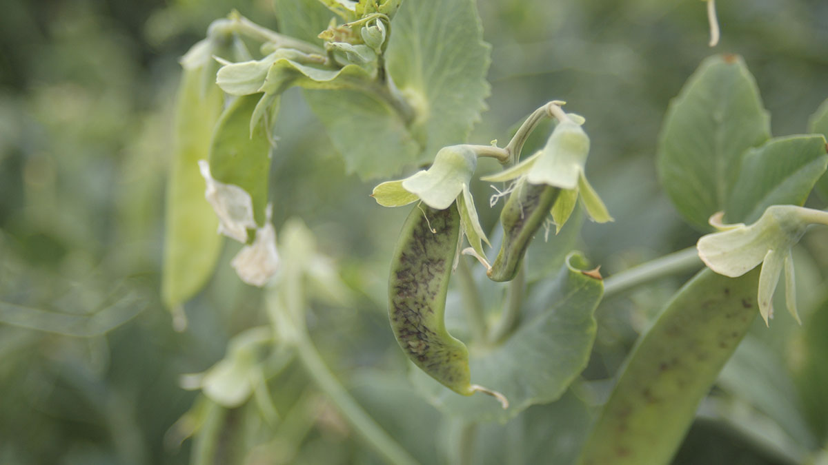 Pea streak symptomatic pods