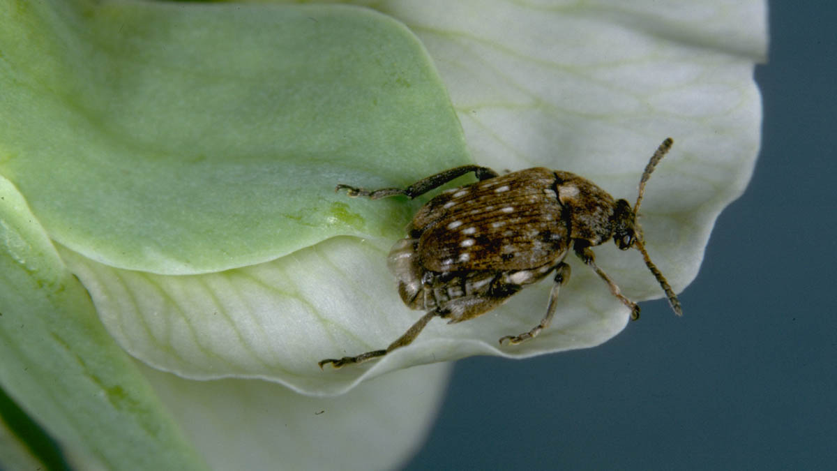 Pea weevil adult