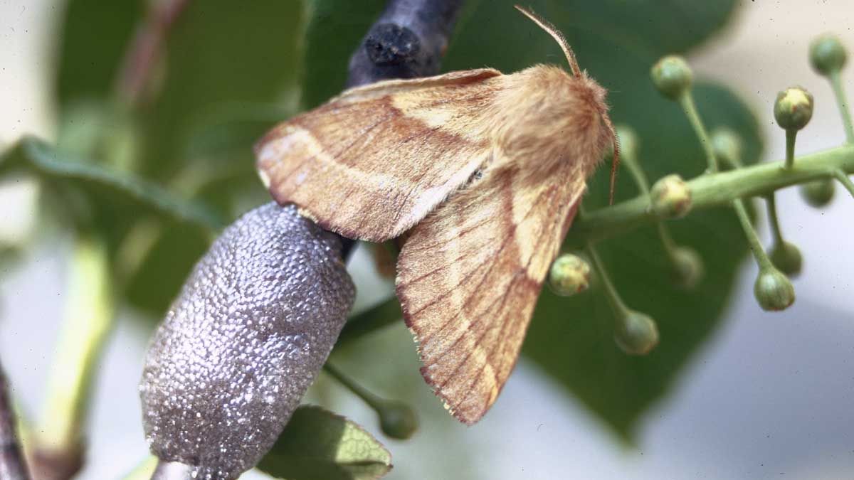 Tentworm female with egg mass