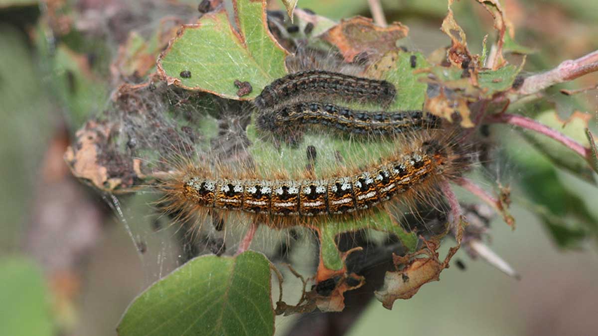 Tentworm late stage larvae of mixed instars